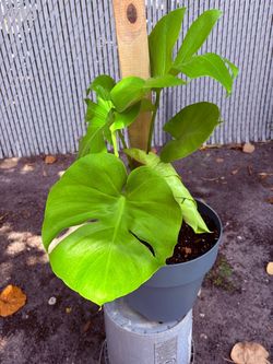 Monstera Super Golden Compact