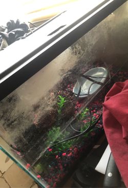 5 gallon tank