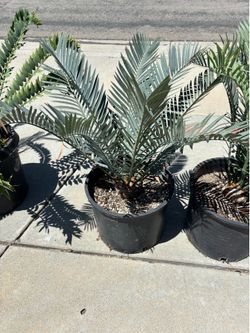 Blue cycads