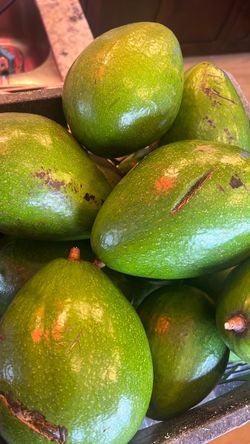 Extra large Avocados!!