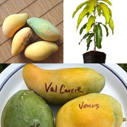 Valcarrie  Mango Grafted  Trees  3gal  Arboles  De  Mango Valcarrie  Injertados  3gal 