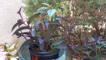 Avocado tree with purple plant