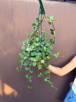 6” peperomia hope