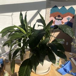 Peace Lily In 8” Pot
