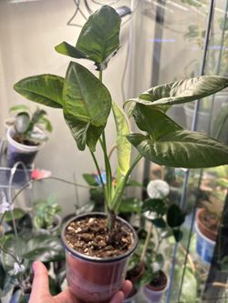 Syngonium Pink Confetti 