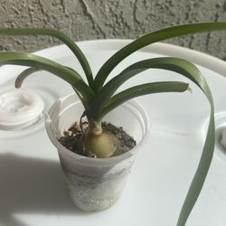 Pregnant Onion Succulent 