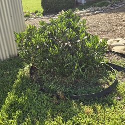 Mature Bush Or Hedge