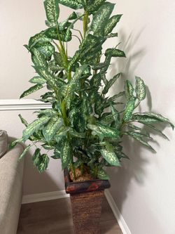 Decorative plant