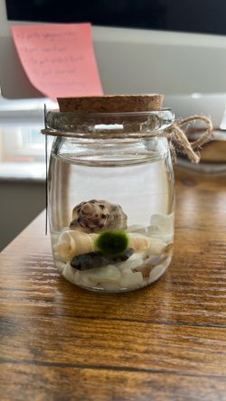 Marimo Moss Ball+ black labradorite crystal mini aquarium