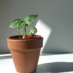 Monstera Adansonii Wide Leaf Plant/ Swiss Cheese Monstera Plant/ House Plant/ Indoor Plant  Flower Patio Garden 