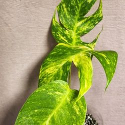 EPI. GOLDEN FLAME
