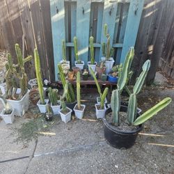 Cactus/Succulent Collection