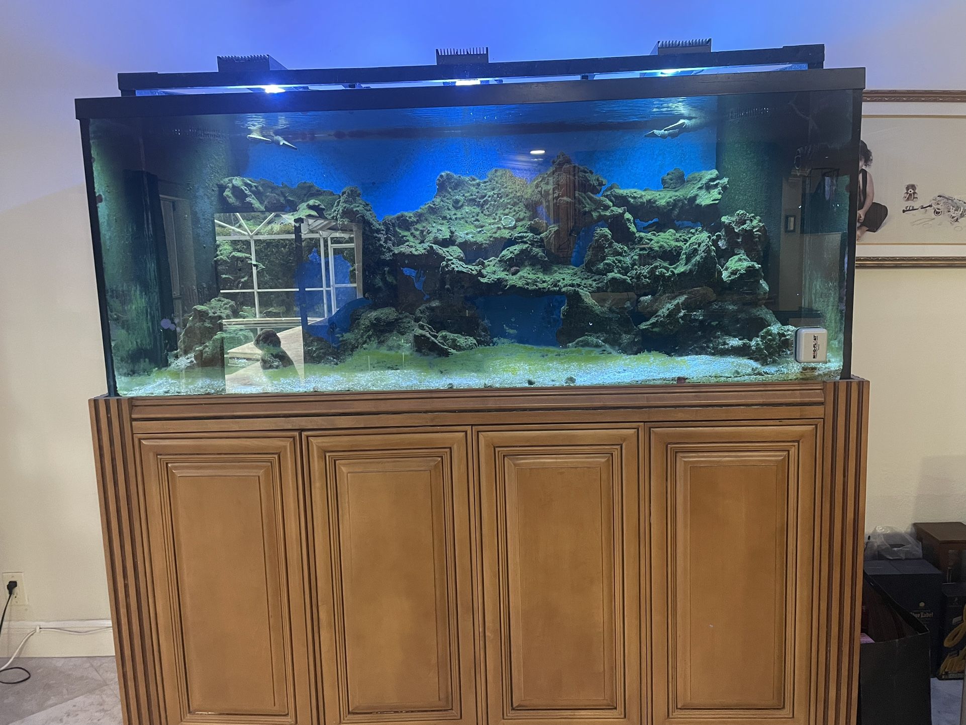 Fish Tank 300 Gallon