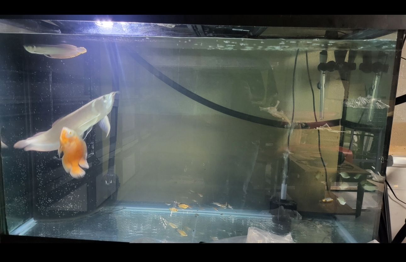 Full Aquarium Set Up
