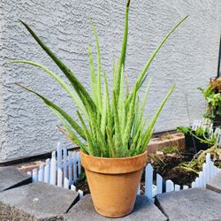 Aloe Vera Plant