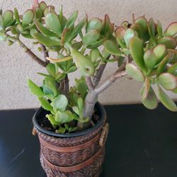 Ornamental Bamboo Planter With Plant