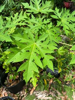 Papaya