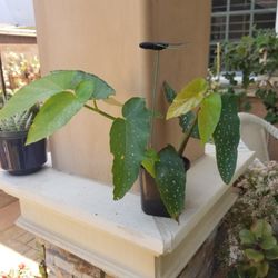 Potted Angel Wing White Flower Plant-Blooming (6/2/26)