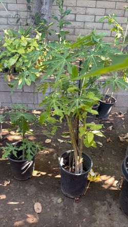 Papaya