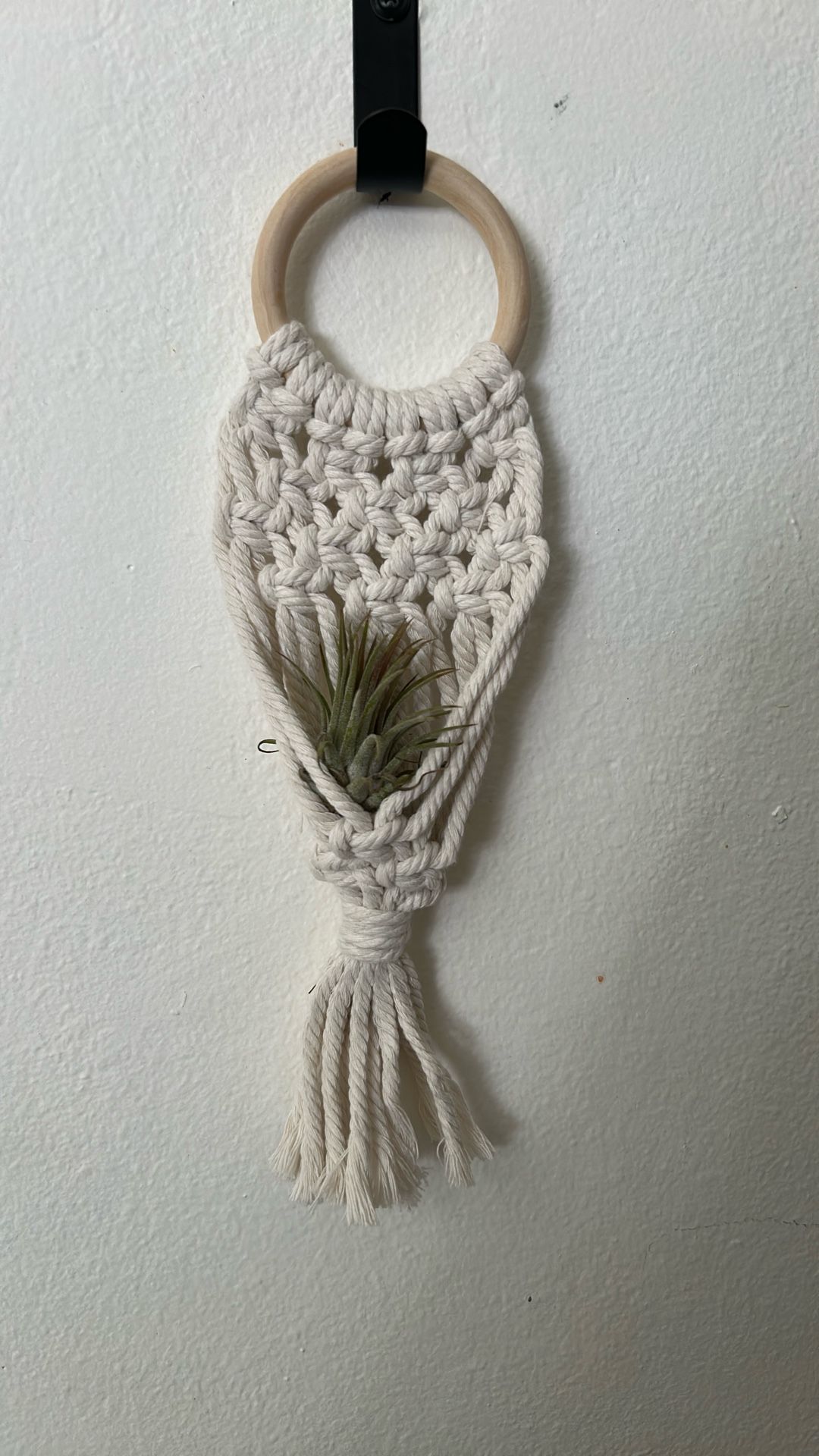 Air Plant With Hangar