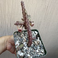 4” Stapelia Procumbens