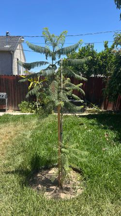 Jacaranda trees 7 ft