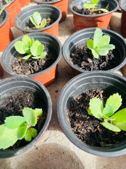 Kalanchoe/mala madre plantitas
