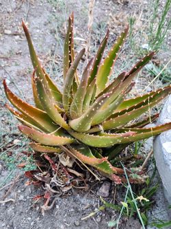 Succulents