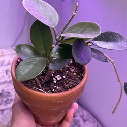 Chelsea Hoya-Wax Plants