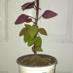 Coleus Plants 
