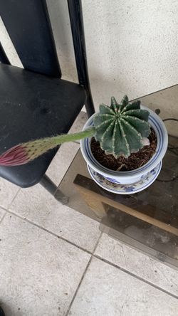 Cactus Decorations Pot 27$
