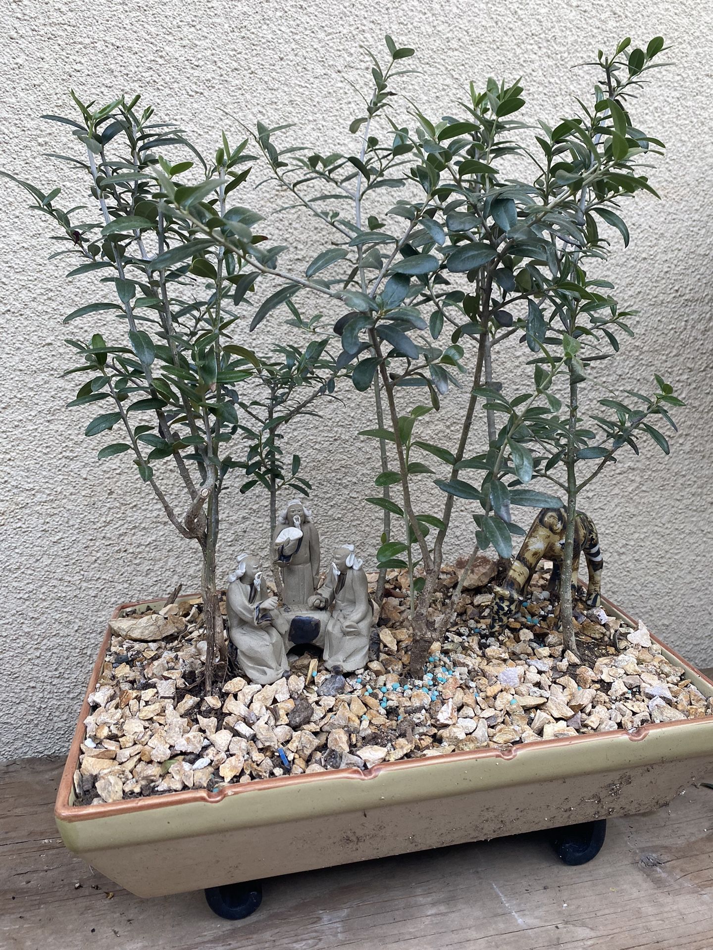 Bonsai Olive Forest Style In Group Planting $70