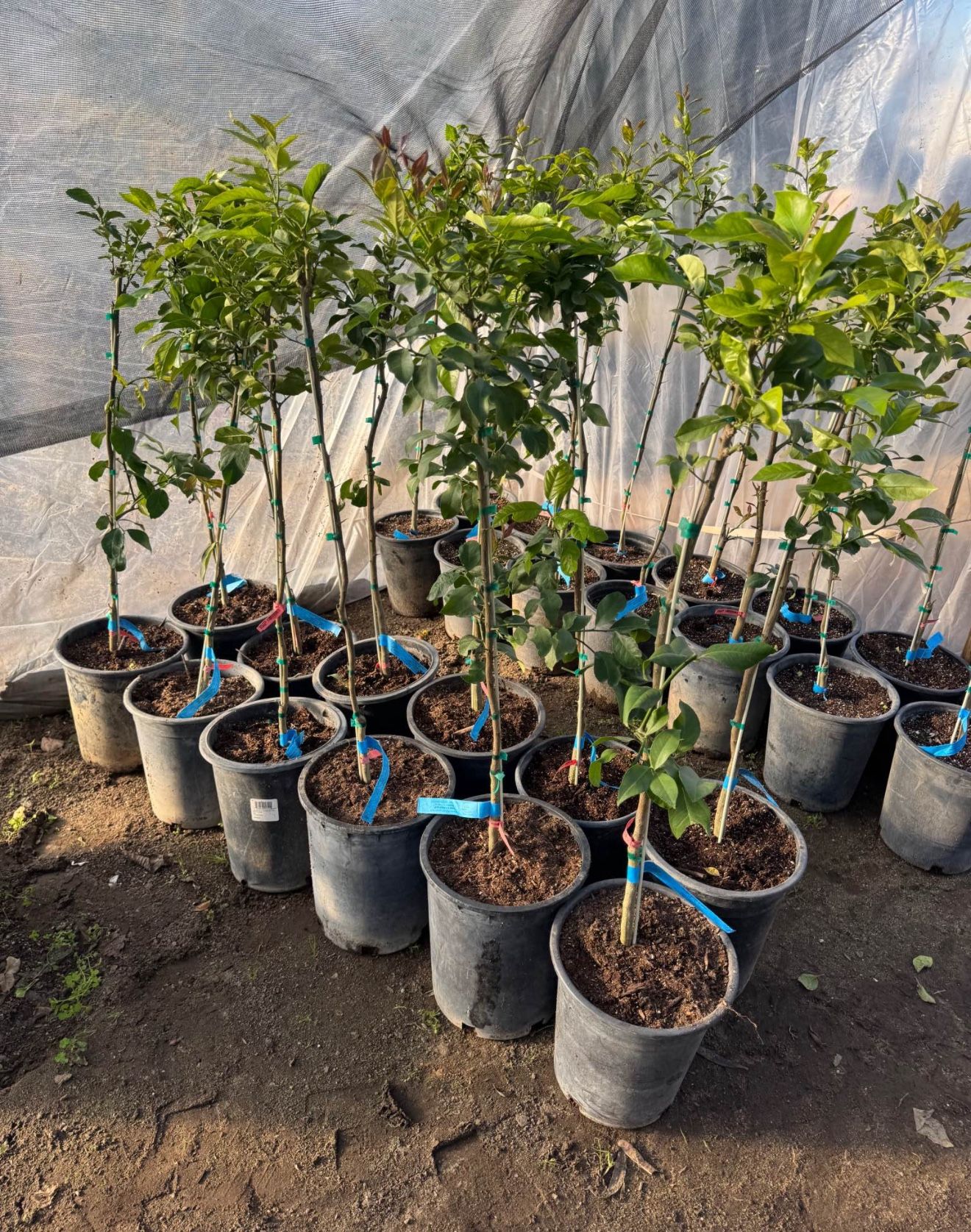 Lisbon lemon trees 🍋🌳 / Árboles de limón amarillos Lisbon 🍋🌳 $30 each  