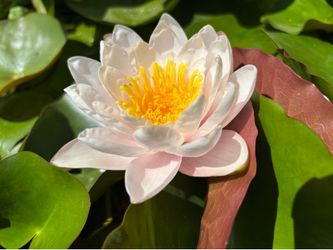 Water lilies