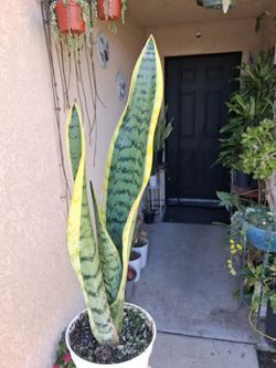 Small Snake Plant $12