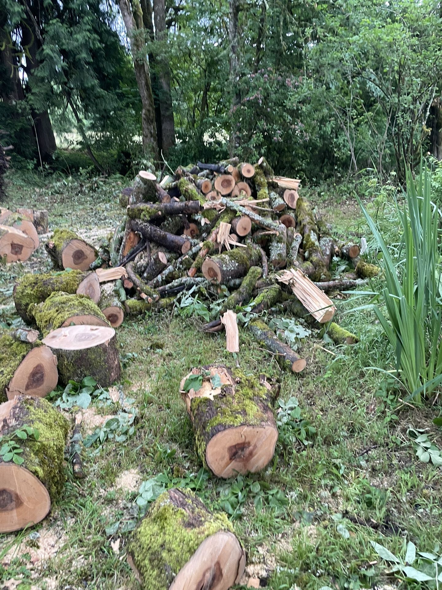 Ash Firewood Free