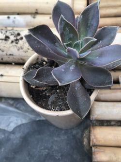 Succulent plant 🌱