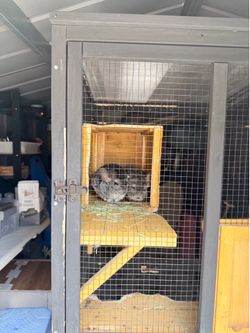 Dragon Cat Cage free