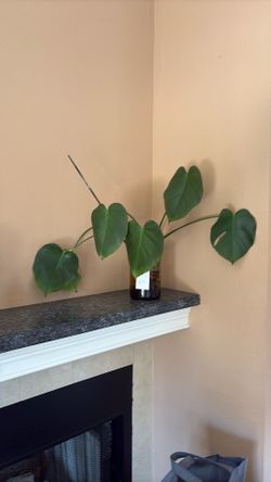 Monstera Deliciosa