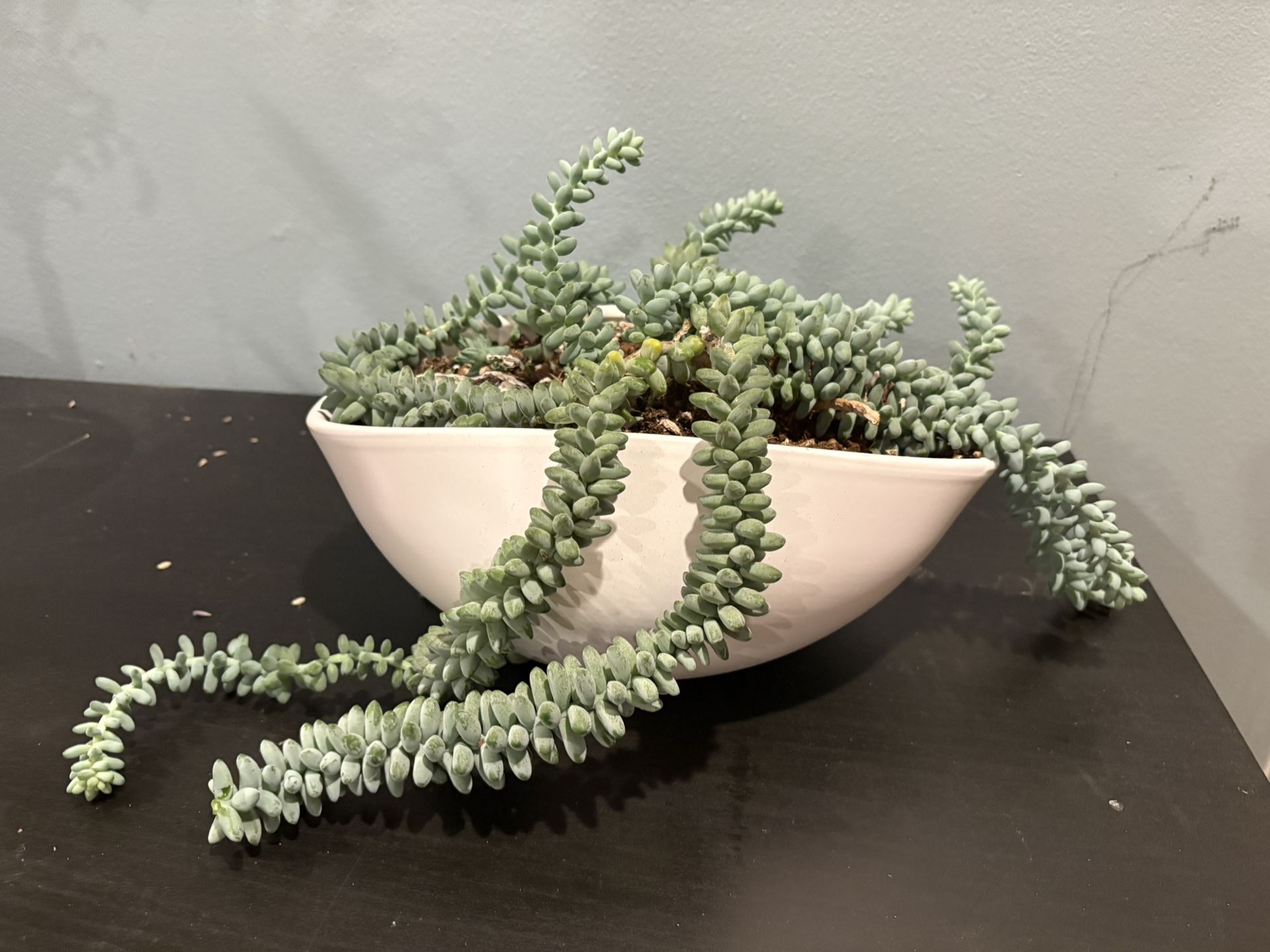 Donkey's tail (Sedum morganianum)