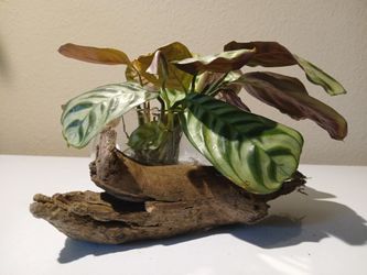 Plant And Decor