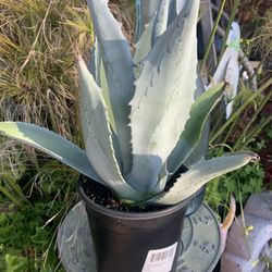 Healthy Blue Agave 5 Available $12 Each.
