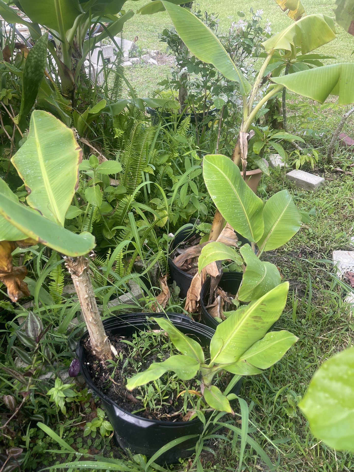Mango Green Banana Papaya Tamarindo Tree