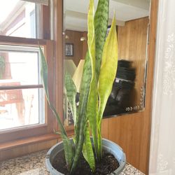 Plant Snake For Home