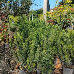 Podocarpus Hedges 3gl 3'ft 🏡$8