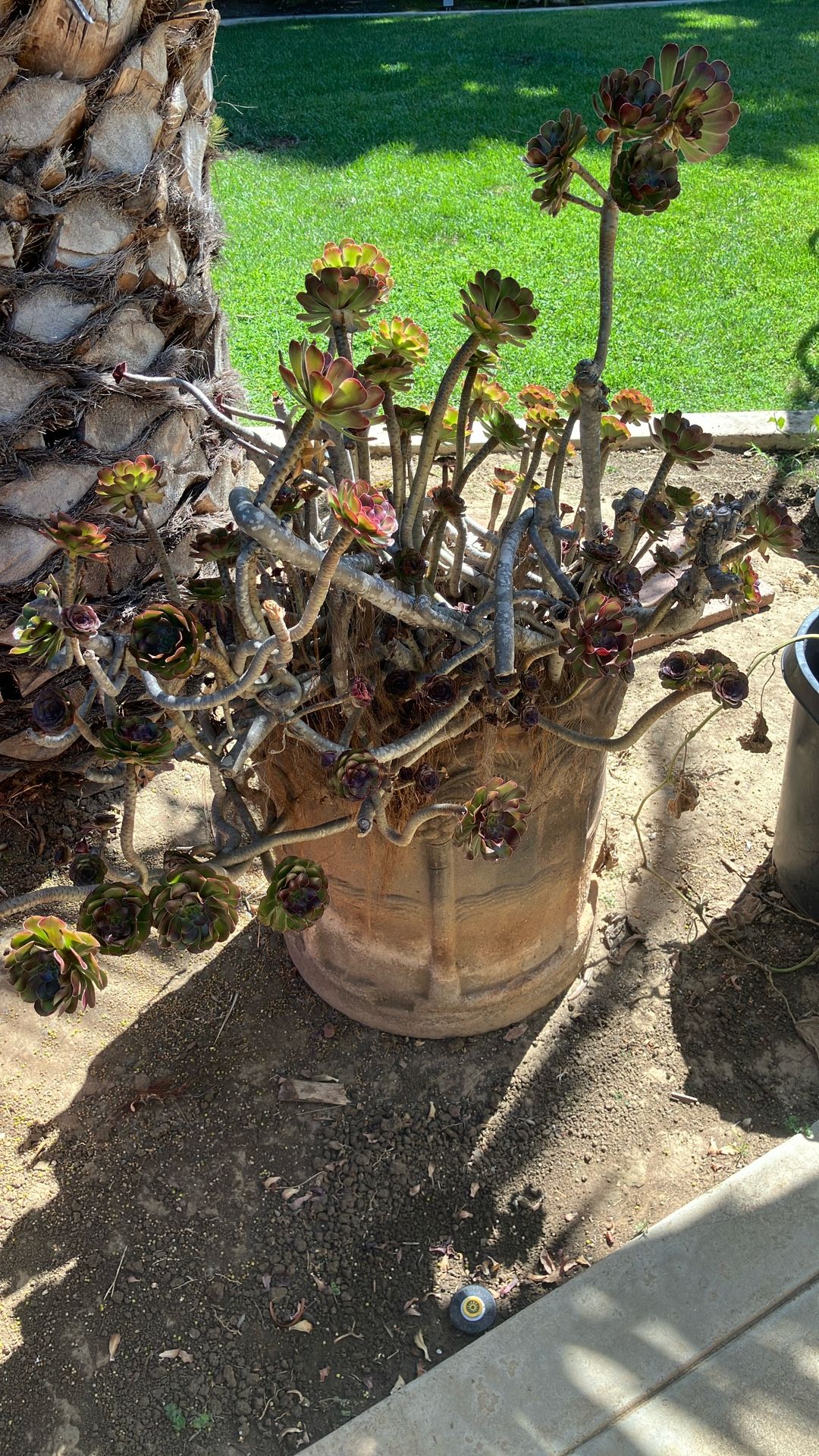 Succulent Plant