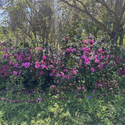 Working PS4 With Wired Controller