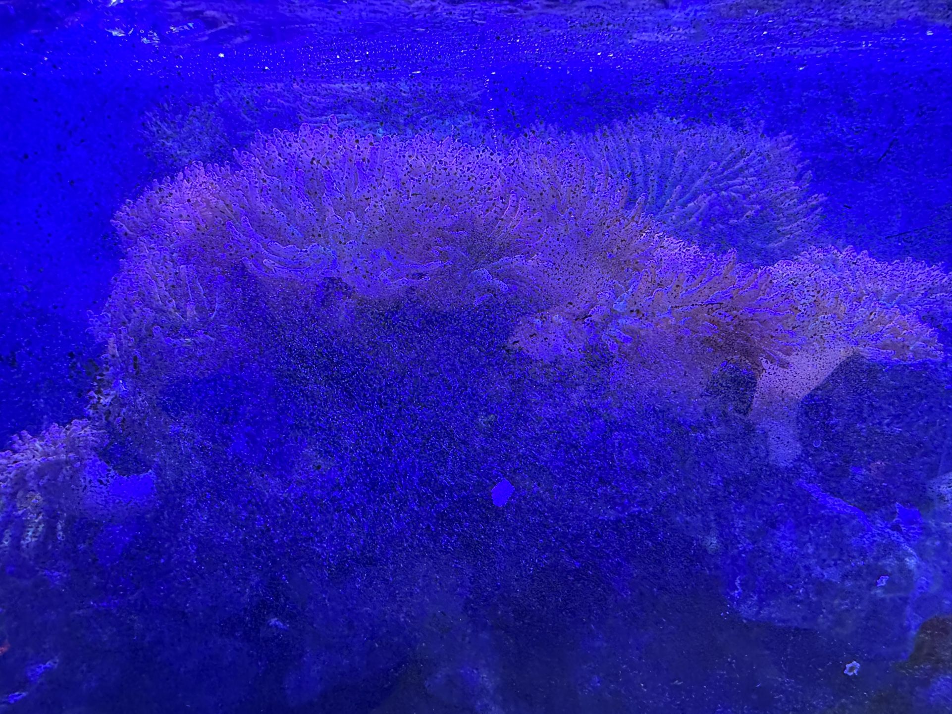 Pink/green Bubble Tip Anemone With Large Rock For Sale