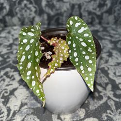Young Begonia Maculata - Indoor Live Plant WITH white ceramic pot
