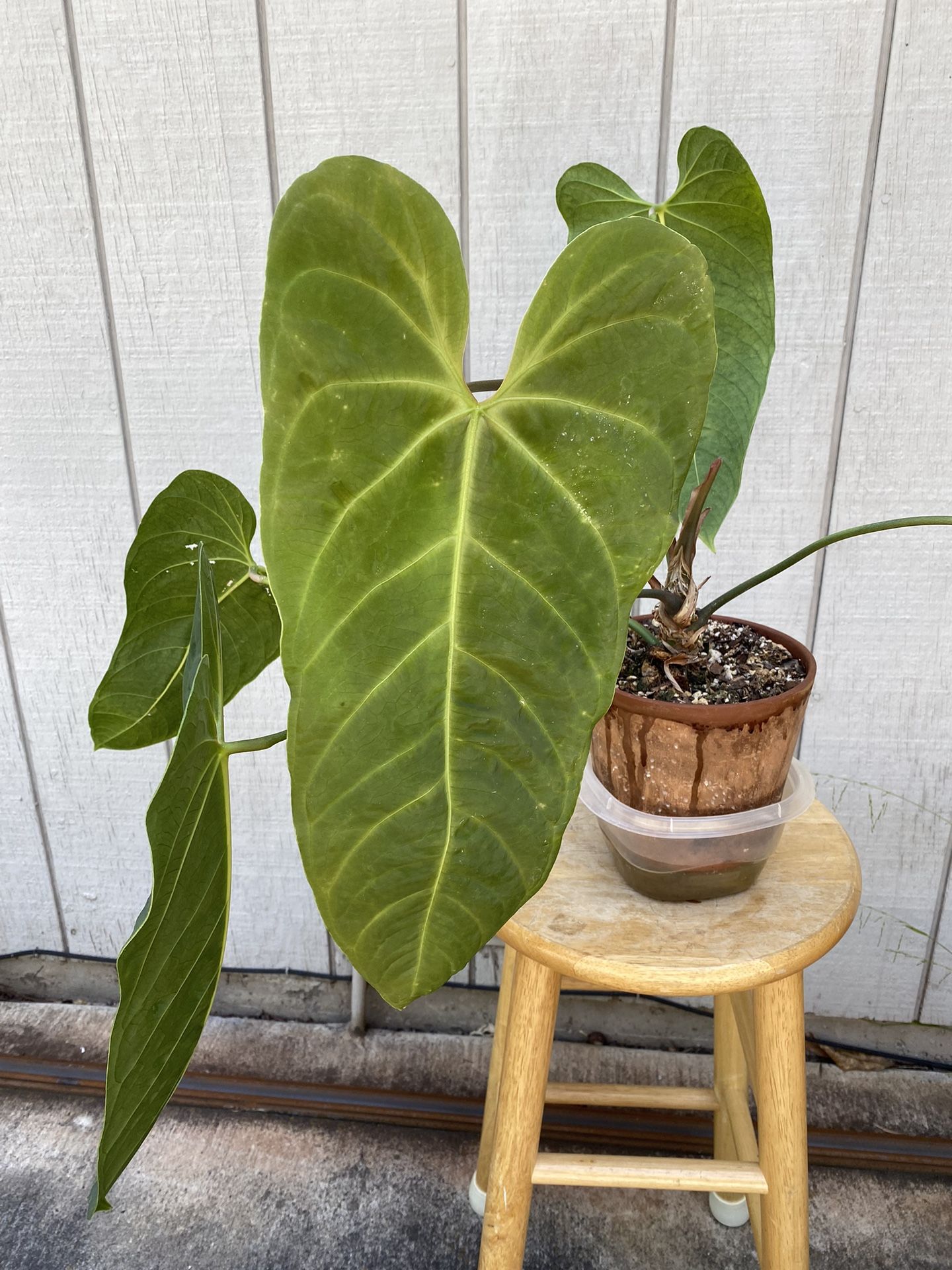 small dracaena Dracaena 'Rikki' tips 10
